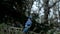 Beautiful bluejay bird - corvidae cyanocitta cristata - landing, then leaving spruce tree branch.