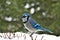 Beautiful bluejay bird - corvidae cyanocitta cristata - on snow