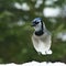 Beautiful bluejay bird - corvidae cyanocitta cristata - on snow