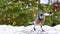 Beautiful bluejay bird - corvidae cyanocitta cristata - on snow
