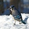Beautiful bluejay bird - corvidae cyanocitta cristata - standing on white snow on sunny day