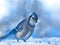 Beautiful bluejay bird eating seeds on new snow - corvidae cyanocitta cristata