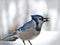 Beautiful bluejay bird with morsel - corvidae cyanocitta cristata - on snow