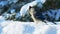 Beautiful bluejay bird on snow eating seeds on a sunny day - corvidae cyanocitta cristata