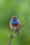 Beautiful Bluethroat bird on an old tree