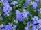 Beautiful bluish violet Ageratum in the flower bed