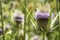 Beautiful bluish-violet flower of a wild thistle. Field plants with thorns. exotic flowers