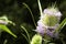 Beautiful bluish-violet flower of a wild thistle. Field plants with thorns. exotic flowers