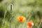 Beautiful blur grass and poppies nature background
