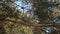 Beautiful blur panoramic view of magical forest scene with play of sun through pine branch and lens flare. Cinematic