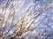 Beautiful blur winter background with ice and snow on branches