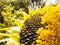 Beautiful blured defocused photo sunflower