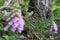 Beautiful blurred purple and white foxgloves.