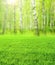 Beautiful blurred vertical spring landscape with green grass and birchwood. Blurry summer nature background with birches and lawn