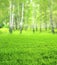 Beautiful blurred vertical spring landscape with green grass and birchwood. Blurry summer nature background with birches and lawn
