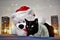 Beautiful bobtail cat and Christmas bear