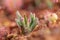 A beautiful bog rosemary growing in the marsh in morning dew.