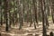 Beautiful bogota eastern mountains pine forest scene