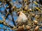 Beautiful bohemian waxwing sitting on a branch of a larch  surrounded with fresh green needles in early spring with blue