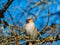 Beautiful bohemian waxwing sitting on a branch of a larch  surrounded with fresh green needles in early spring with blue