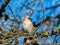 Beautiful bohemian waxwing sitting on a branch of a larch  surrounded with fresh green needles in early spring with blue
