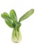 Beautiful Bok choy chinese cabbage or Qing geng cai isolated on white with natural shadows