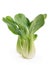 Beautiful Bok choy chinese cabbage or Qing geng cai isolated on white with natural shadows