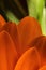 Beautiful bold and colorful orange daisy petals on an green background