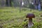 Beautiful Boletus edilus mushroom in forest. White Boletus mushroom in green moss.