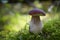 Beautiful Boletus edilus mushroom in forest. White Boletus mushroom in green moss.