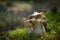 Beautiful Boletus edilus mushrooms in forest. White Boletus mushrooms in green moss.