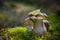 Beautiful Boletus edilus mushrooms in forest. White Boletus mushrooms in green moss.
