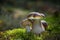 Beautiful Boletus edilus mushrooms in forest. White Boletus mushrooms in green moss.