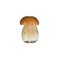 Beautiful boletus edulis isolated on white background. Edible tasty mushroom penny bun, porcini, cep, porcino, king