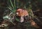 Beautiful boletus mushroom background. Edible delicious mushroom boletus edulis, penny bun, ceps, porcini in the green grass.