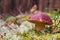 Beautiful boletus pinophilus known as penny bun in a pine forest