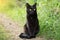 Beautiful bombay black cat in green grass. Outdoors, nature