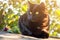 Beautiful bombay black cat outdoors in sunlight with bokeh