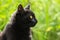 Beautiful bombay black cat portrait, face in profile with yellow eyes close up in nature, copy space