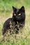 Beautiful bombay black cat portrait with yellow eyes and attentive look. Cat sit in green grass in nature in garden