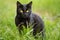 Beautiful bombay black cat portrait with yellow eyes and attentive look in green grass in nature