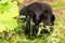 Beautiful bombay black cat portrait with yellow eyes and attentive look hides, hunts in spring grass in nature