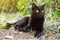 Beautiful bombay black cat with yellow eyes and insight look outdoors