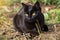 Beautiful bombay black cat with yellow eyes lies outdoors in nature, close up