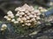 The Beautiful Bonnet Mycena renati is an inedible mushroom