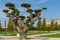 Beautiful bonsai olive tree Olea europaea in city park Krasnodar. Public landscape `Galitsky park`