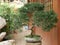 A beautiful Bonsai, small tree that mimic the shape and scale of full size tree, in a small clay pot / container