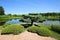 Beautiful bonsai tree at Chicago Botanical Gardens