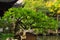 Beautiful bonsai tree in the Old City God`s Temple and Yuyuan Garden, Shanghai