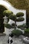 Beautiful Bonsai tree with panda sculptures in garden
